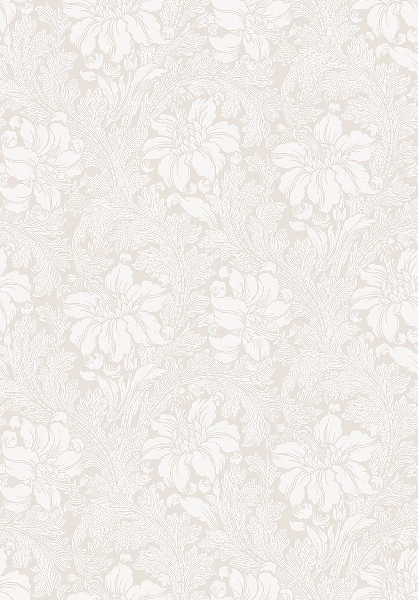 Acanthus storblommig, vit
